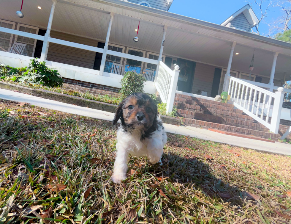 Cute Cavipoo Poodle Mix Puppy