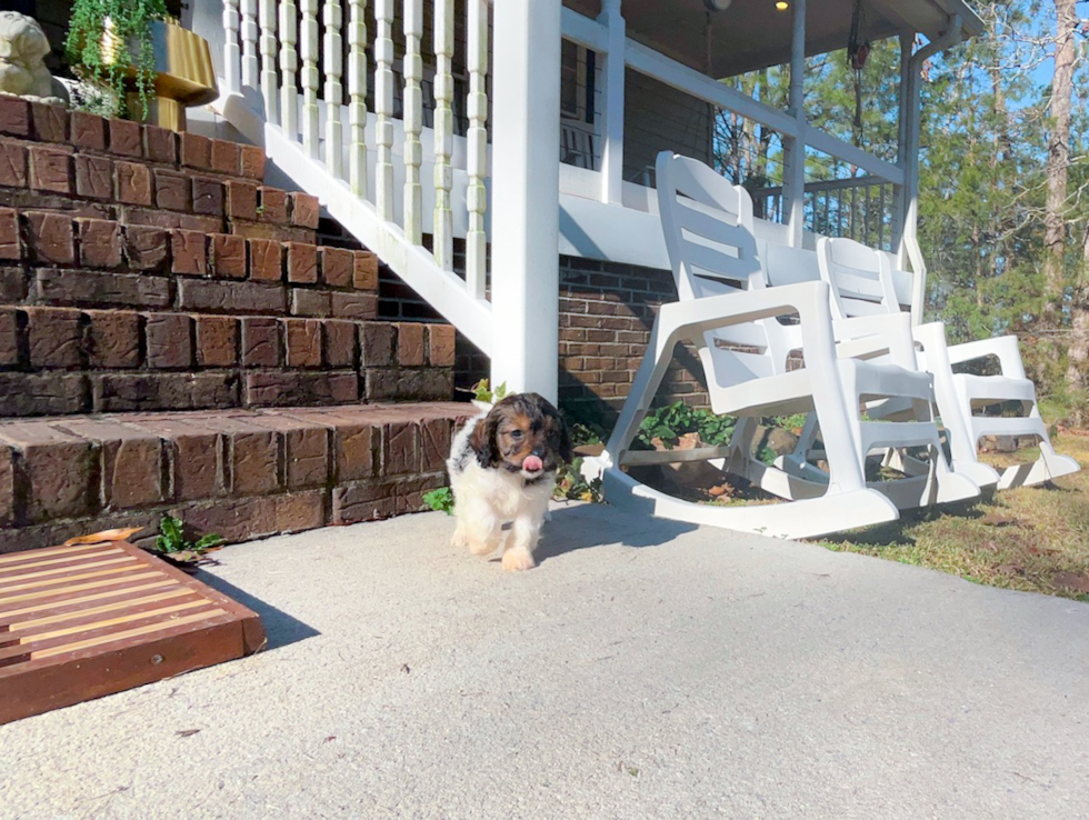 Cute Cavadoodle Poodle Mix Puppy