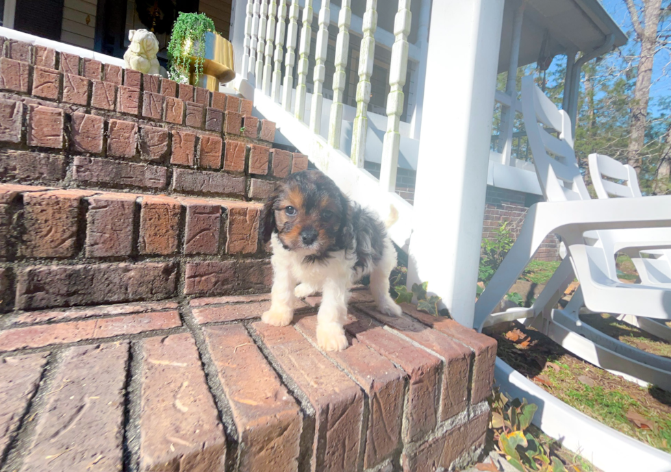 Cute Cavapoo Baby