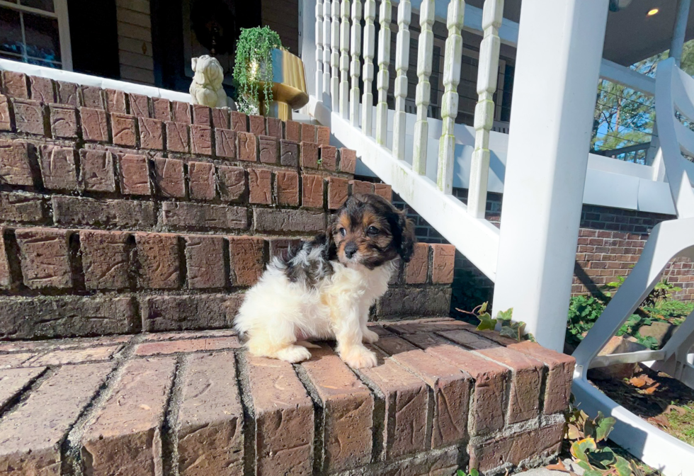 Cavapoo Puppy for Adoption