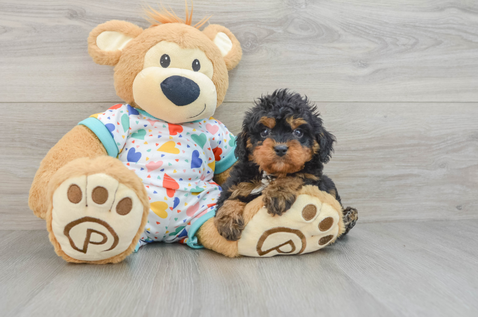 6 week old Cavapoo Puppy For Sale - Simply Southern Pups