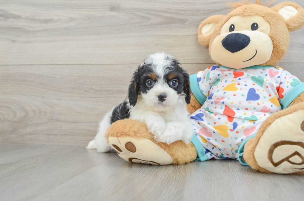 5 week old Cavapoo Puppy For Sale - Simply Southern Pups