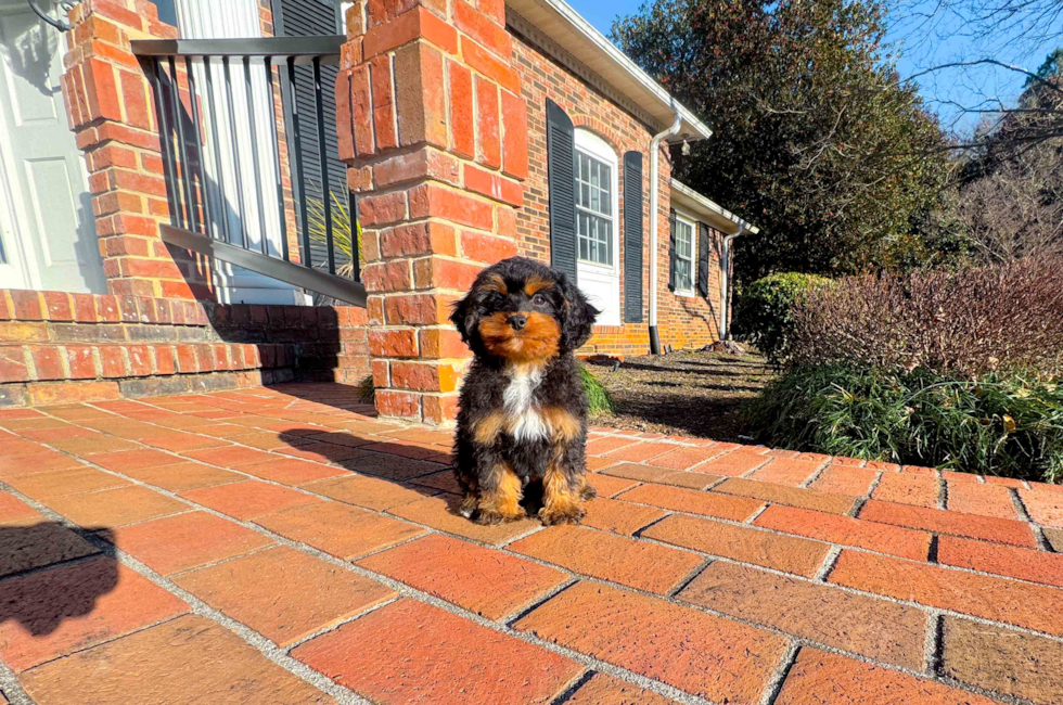 10 week old Cavapoo Puppy For Sale - Simply Southern Pups