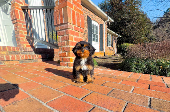 Cute Cavipoo Poodle Mix Puppy