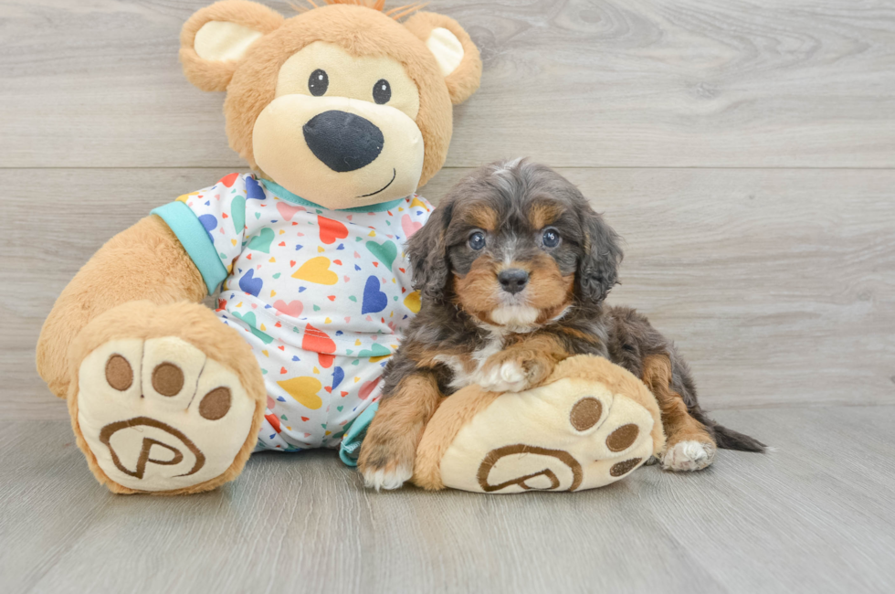 5 week old Cavapoo Puppy For Sale - Simply Southern Pups
