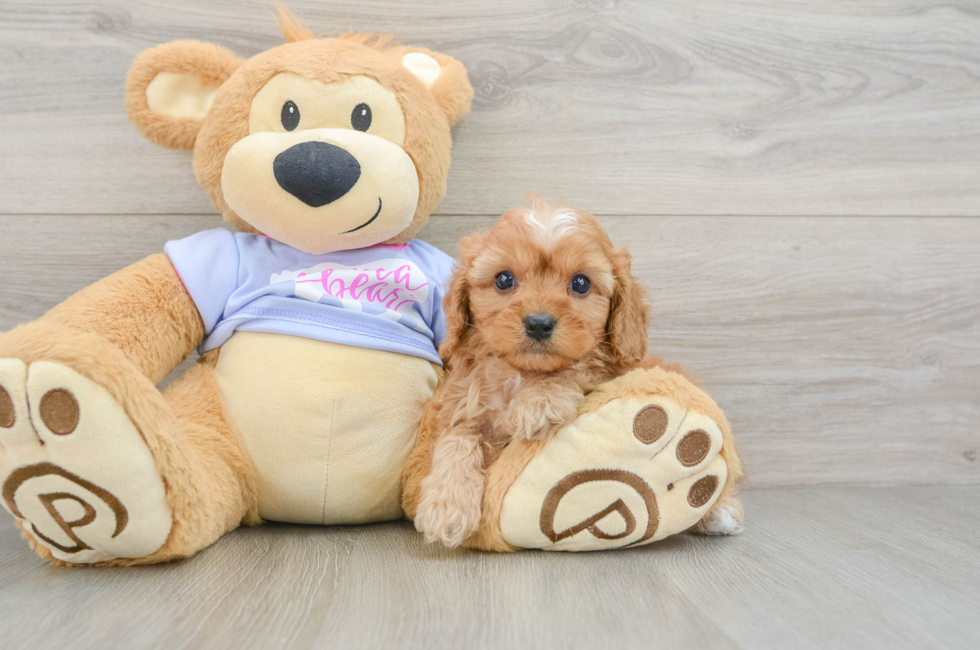 6 week old Cavapoo Puppy For Sale - Simply Southern Pups