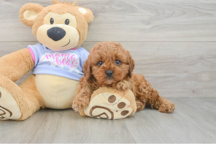 Adorable Cavalier King Charles Spaniel and Poodle Mix Poodle Mix Puppy