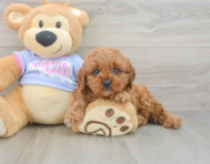 8 week old Cavapoo Puppy For Sale - Simply Southern Pups