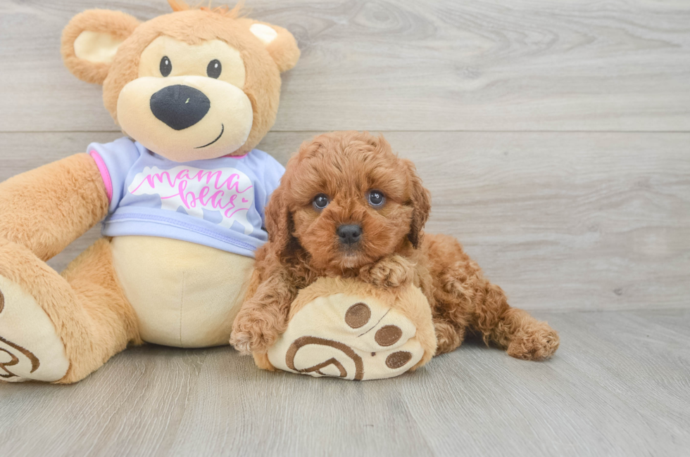 5 week old Cavapoo Puppy For Sale - Simply Southern Pups