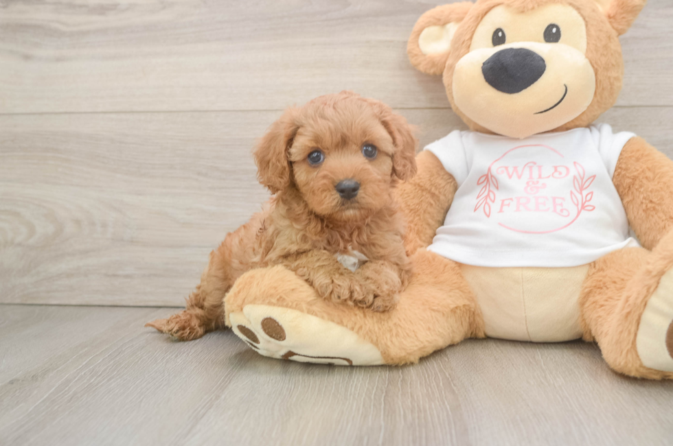5 week old Cavapoo Puppy For Sale - Simply Southern Pups