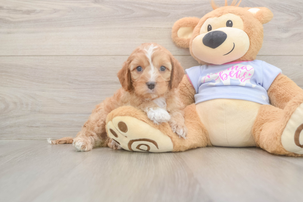 Meet Dale - our Cavapoo Puppy Photo  1/3 - Simply Southern Pups Little Cavipoo Poodle Mix Puppy
