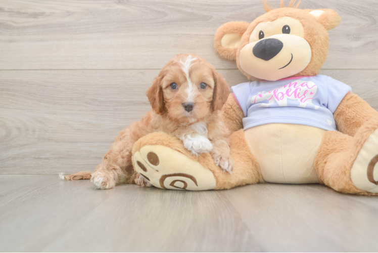 Meet Dale - our Cavapoo Puppy Photo  1/3 - Simply Southern Pups Little Cavipoo Poodle Mix Puppy