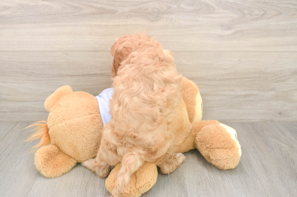 Meet Dale - our Cavapoo Puppy Photo  3/3 - Simply Southern Pups Best Cavapoo Baby