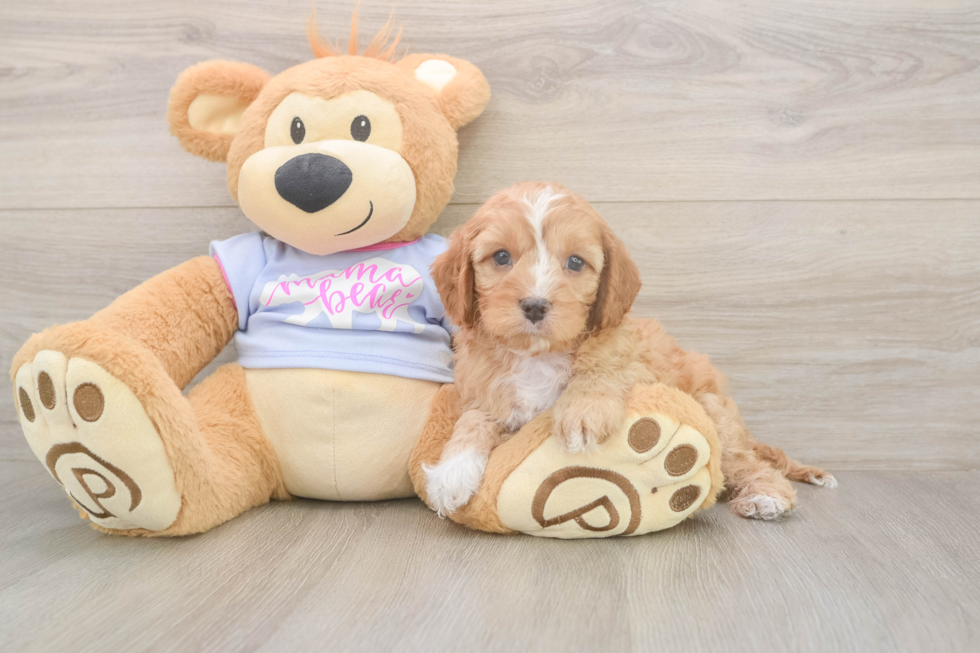 Meet Dale - our Cavapoo Puppy Photo  2/3 - Simply Southern Pups Friendly Cavapoo Baby