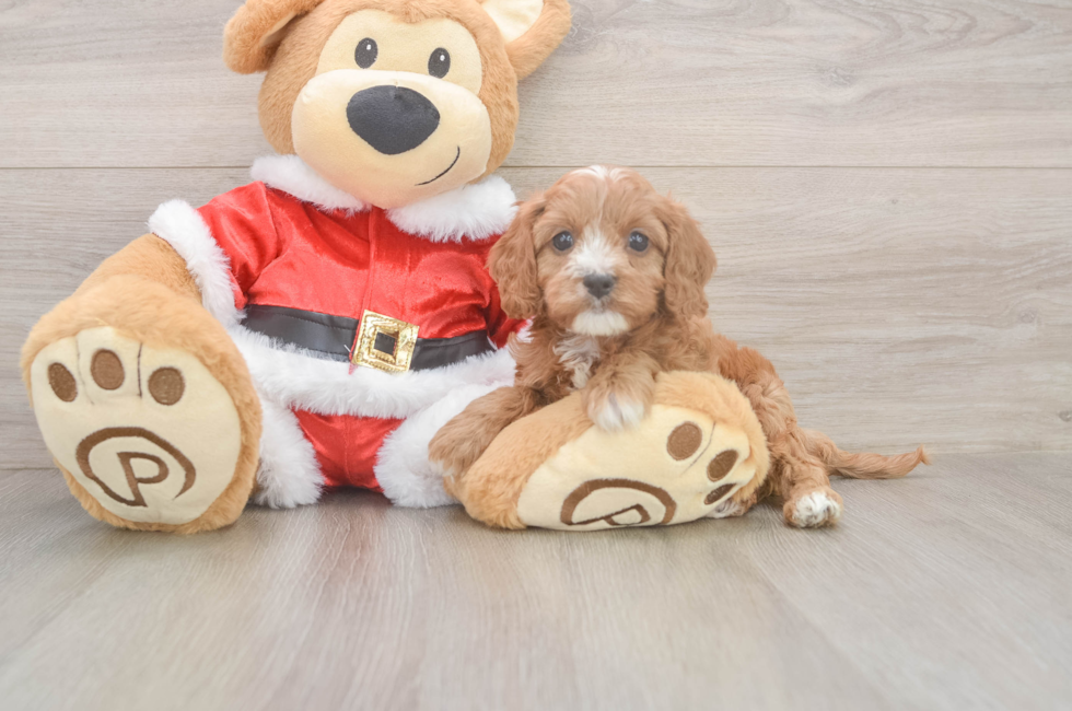 5 week old Cavapoo Puppy For Sale - Simply Southern Pups
