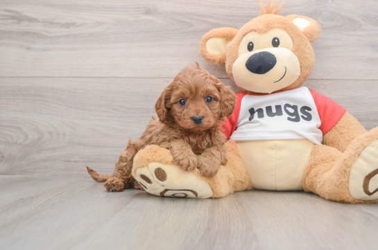 Cute Cavapoo Baby