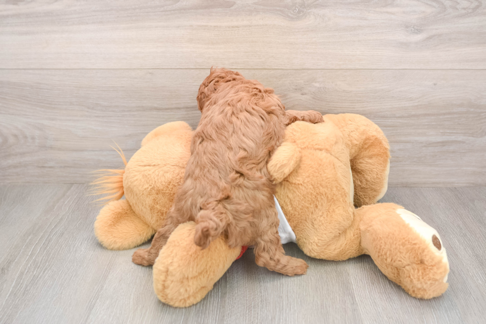 Energetic Cavoodle Poodle Mix Puppy