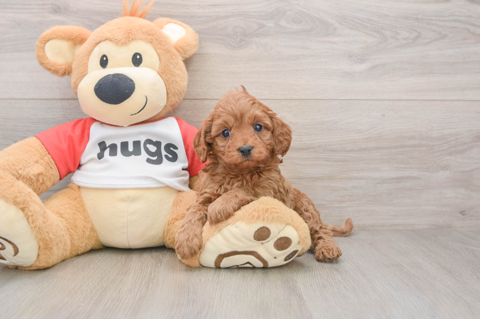 Little Cavipoo Poodle Mix Puppy