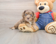 8 week old Cavapoo Puppy For Sale - Simply Southern Pups