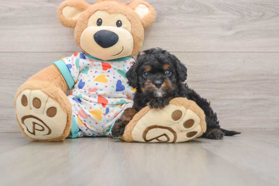 Fluffy Cavapoo Poodle Mix Pup