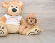 7 week old Cavapoo Puppy For Sale - Simply Southern Pups