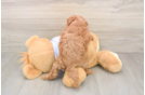 Sweet Cavapoo Baby