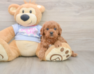 8 week old Cavapoo Puppy For Sale - Simply Southern Pups