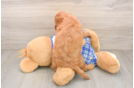 Best Cavapoo Baby