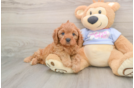 Best Cavapoo Baby
