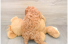 Cavapoo Pup Being Cute
