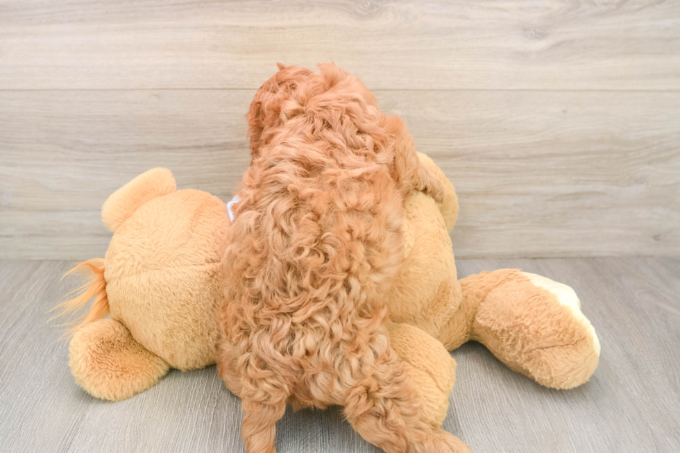 Cavapoo Pup Being Cute