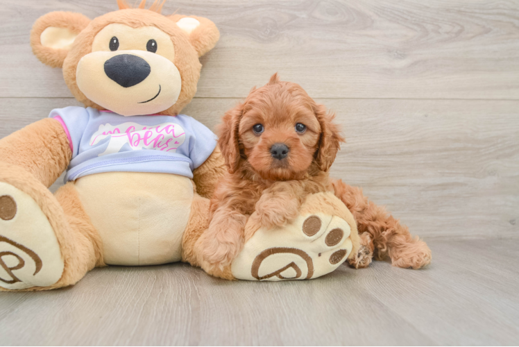 Cavapoo Puppy for Adoption