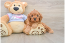 Cavapoo Puppy for Adoption