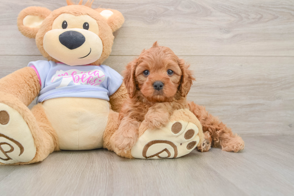 Cavapoo Puppy for Adoption