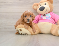 7 week old Cavapoo Puppy For Sale - Simply Southern Pups