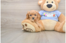 Best Cavapoo Baby