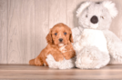 Cute Cavapoo Baby