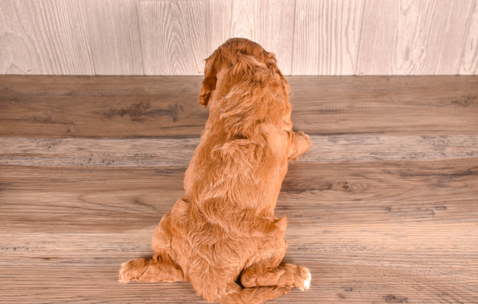 Cute Cavipoo Poodle Mix Puppy