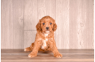 Best Cavapoo Baby