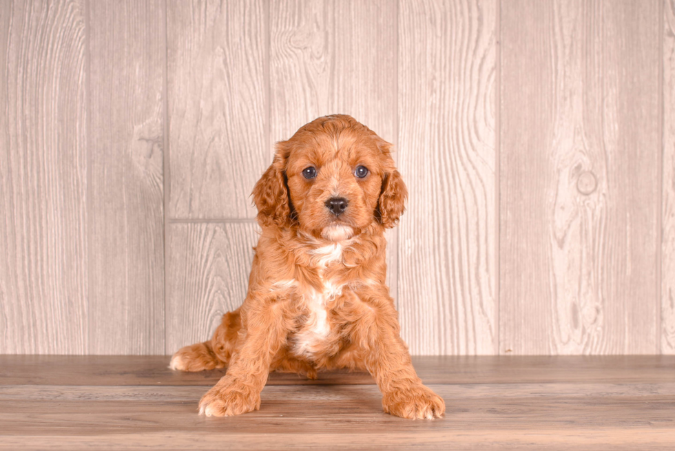 Best Cavapoo Baby