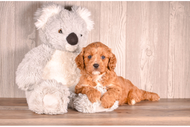 Cute Cavapoodle Poodle Mix Puppy