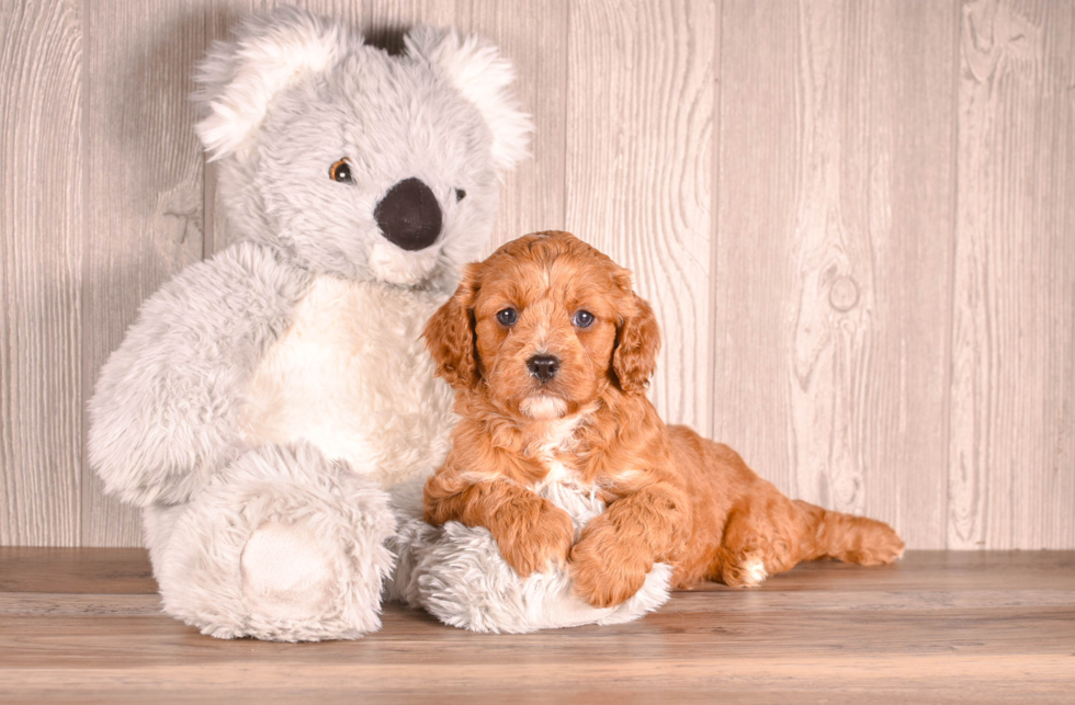 Cute Cavapoodle Poodle Mix Puppy