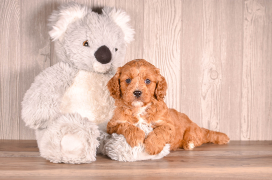Cute Cavapoodle Poodle Mix Puppy