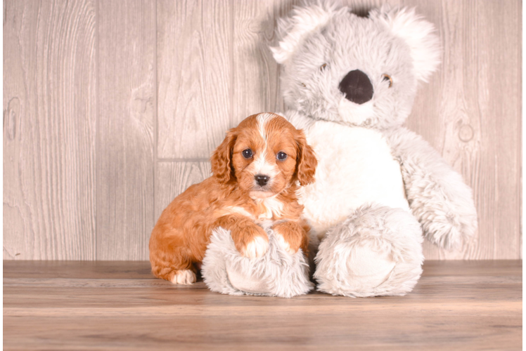 Best Cavapoo Baby