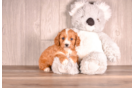 Best Cavapoo Baby