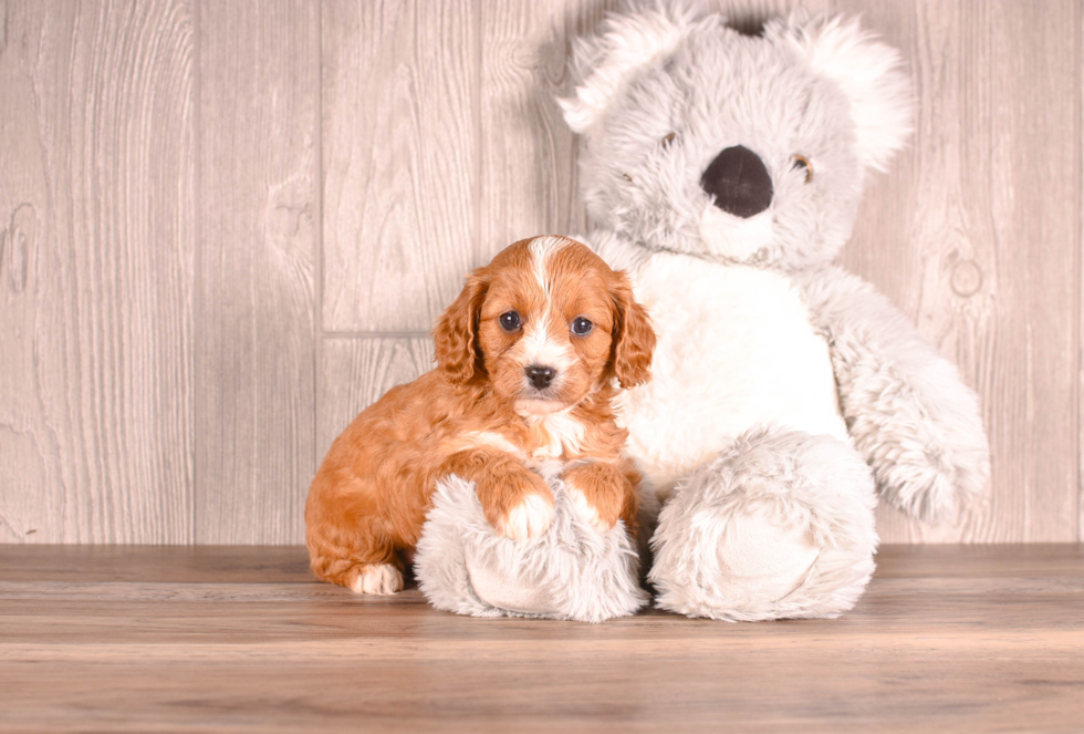 Best Cavapoo Baby