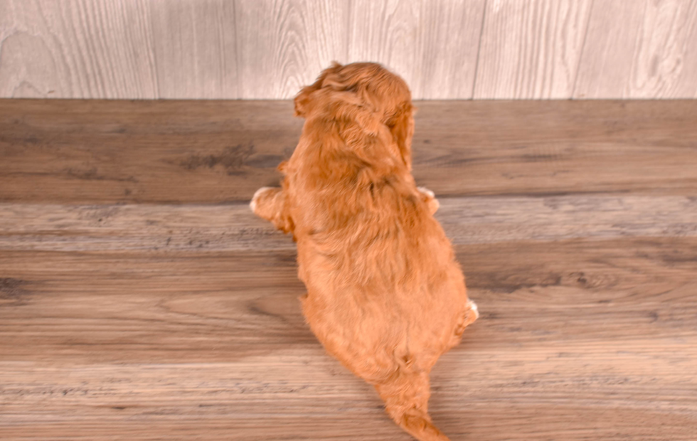 Cavapoo Pup Being Cute