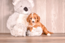 Cavapoo Puppy for Adoption