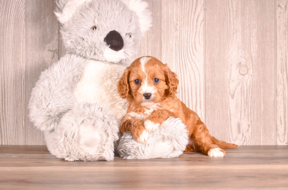 Cavapoo Puppy for Adoption