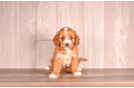 Cute Cavapoo Poodle Mix Pup